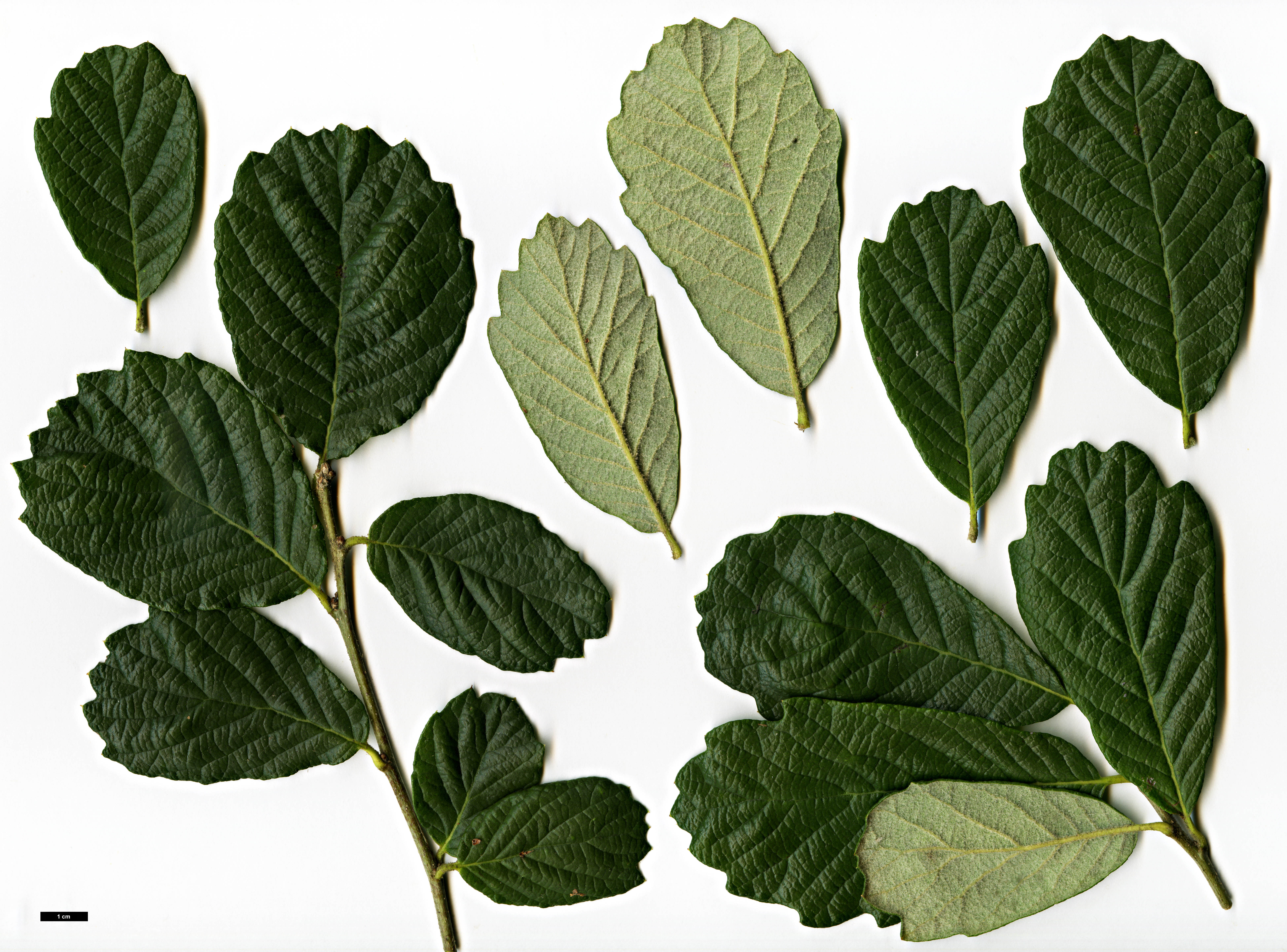 High resolution image: Family: Fagaceae - Genus: Quercus - Taxon: greggii 